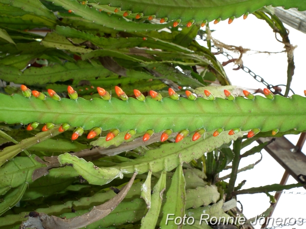 Lepismium monacantha